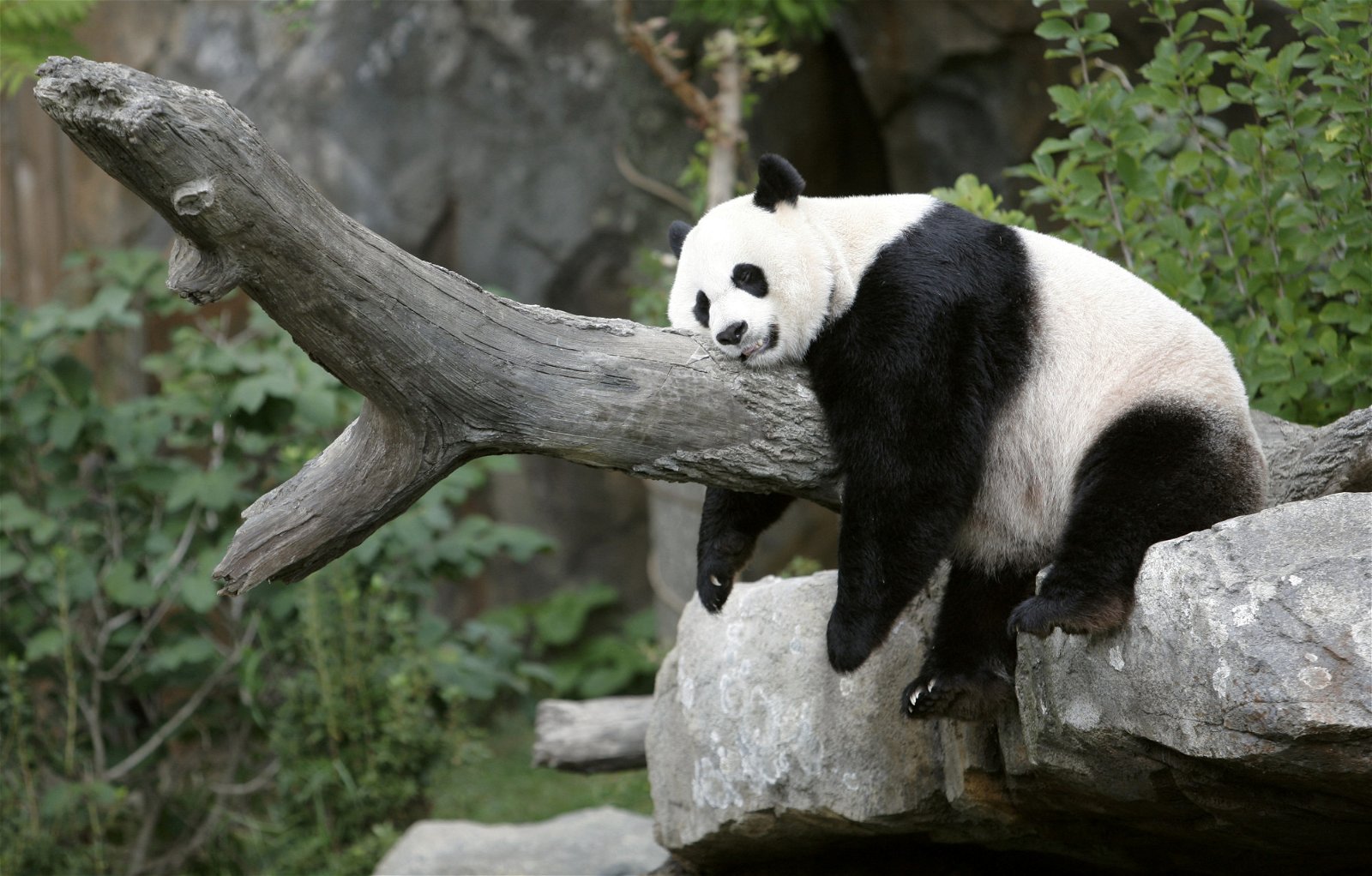 雌性大熊猫“美香”在动物园的熊猫馆里，慵懒地躺在树干上。（路透社档案照）