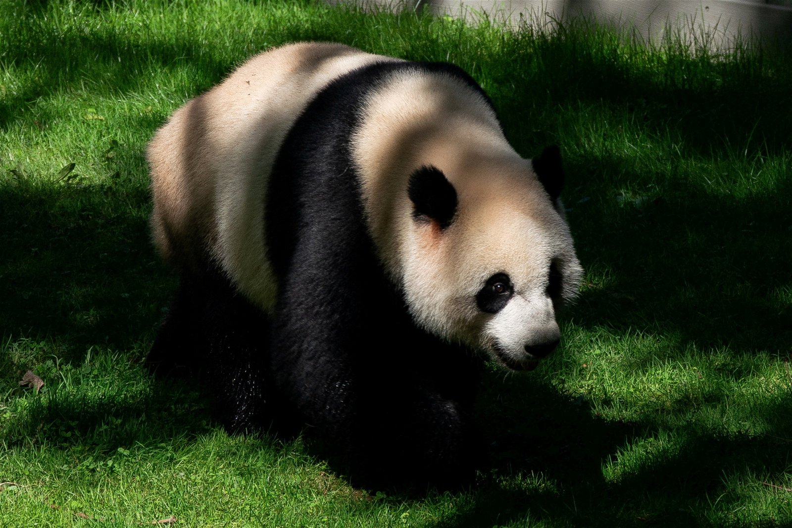 与“美香”一同于2000年旅居美国的雄性大熊猫“添添”，在华盛顿国家动物园里活动。（路透社档案照）