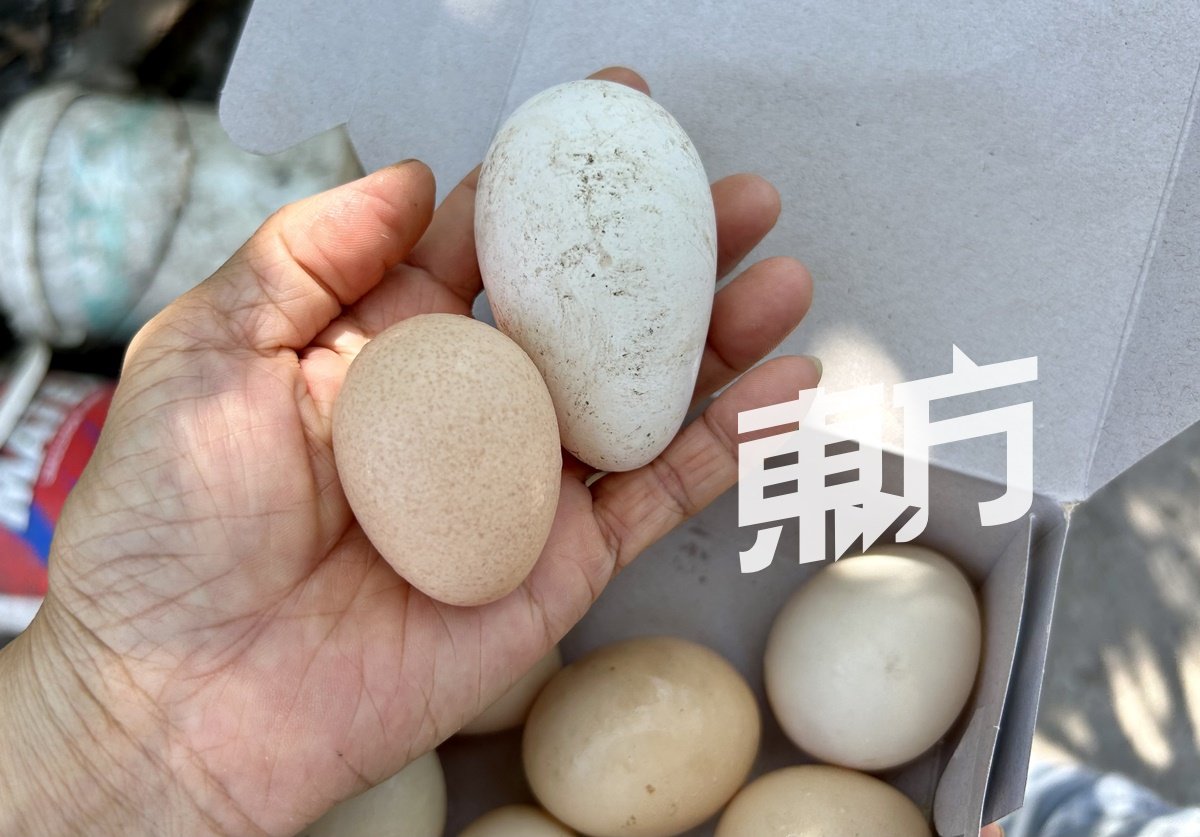 珍珠鸡蛋（左）和火鸡蛋（右）的形状、触感和颜色，皆大有不同。