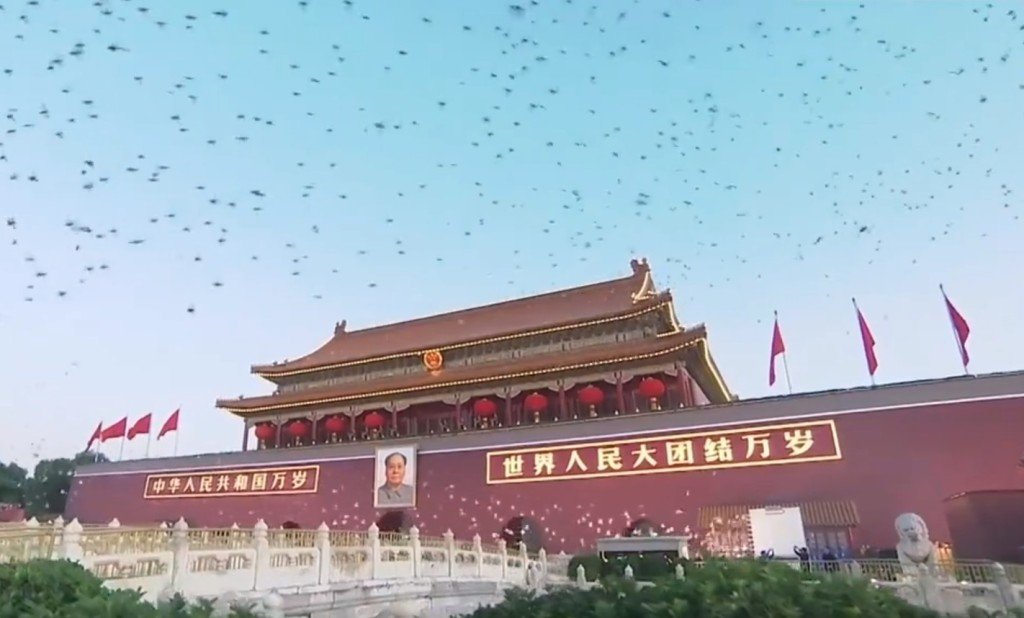 现场放出大批白鸽，飞越广场上空。（图：央视微博）