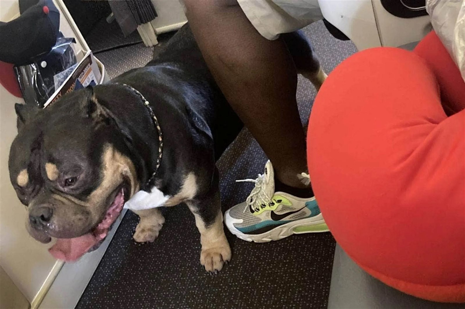 这只情感辅助犬在邻座乘客普雷斯的腿上流口水，并在整个飞行过程中放屁。（图取自网络）