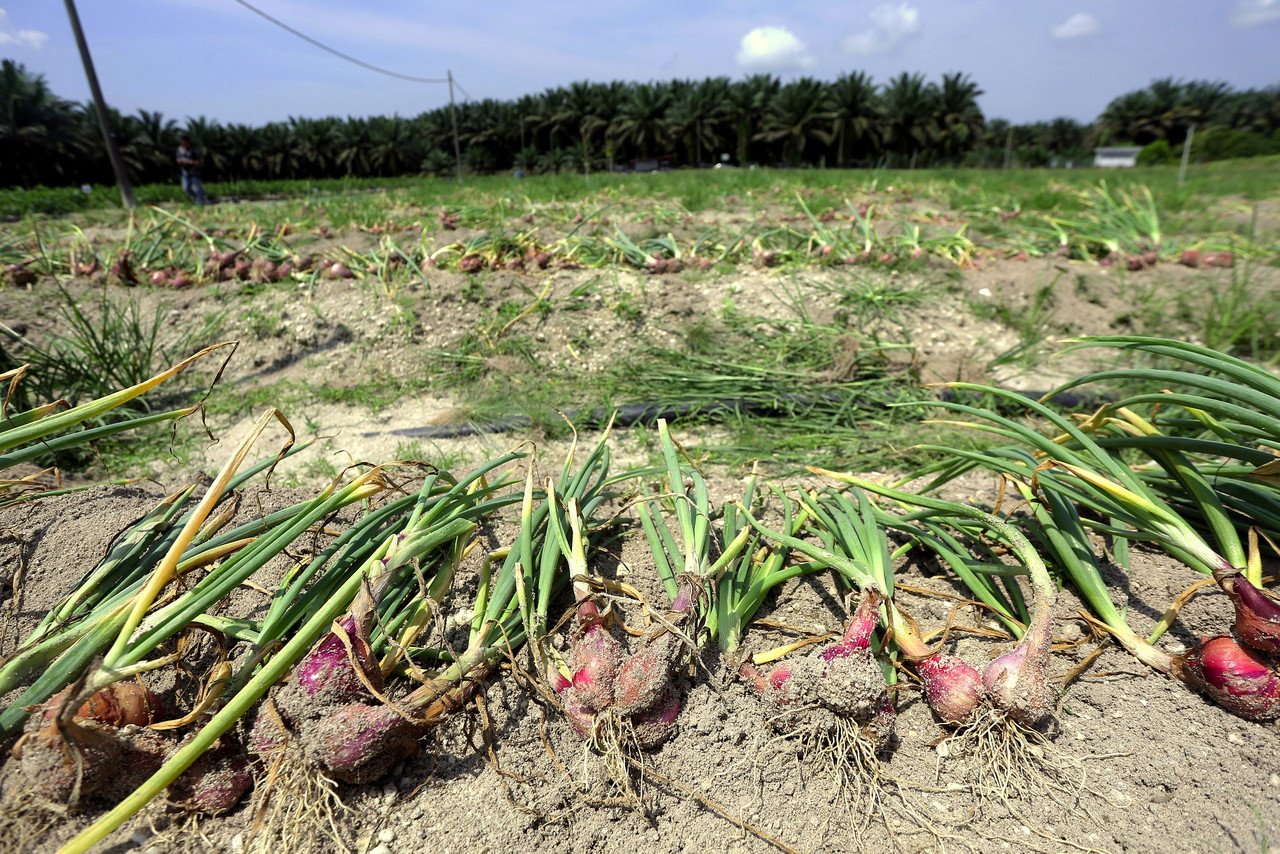 亚瑟古律指出，该次洋葱的收成意味著政府种植和生产本地洋葱的试点项目带来成就。