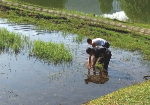 工作人员下湖清理长在湖里的杂草。