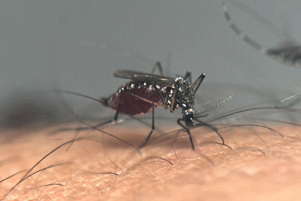 阿根廷国家科学技术研究委员会（CONICET）寄生虫学和传播媒介研究中心 （CEPAVE）的实验室里，一只埃及斑蚊正在吸取人的血液。（图取自法新社）