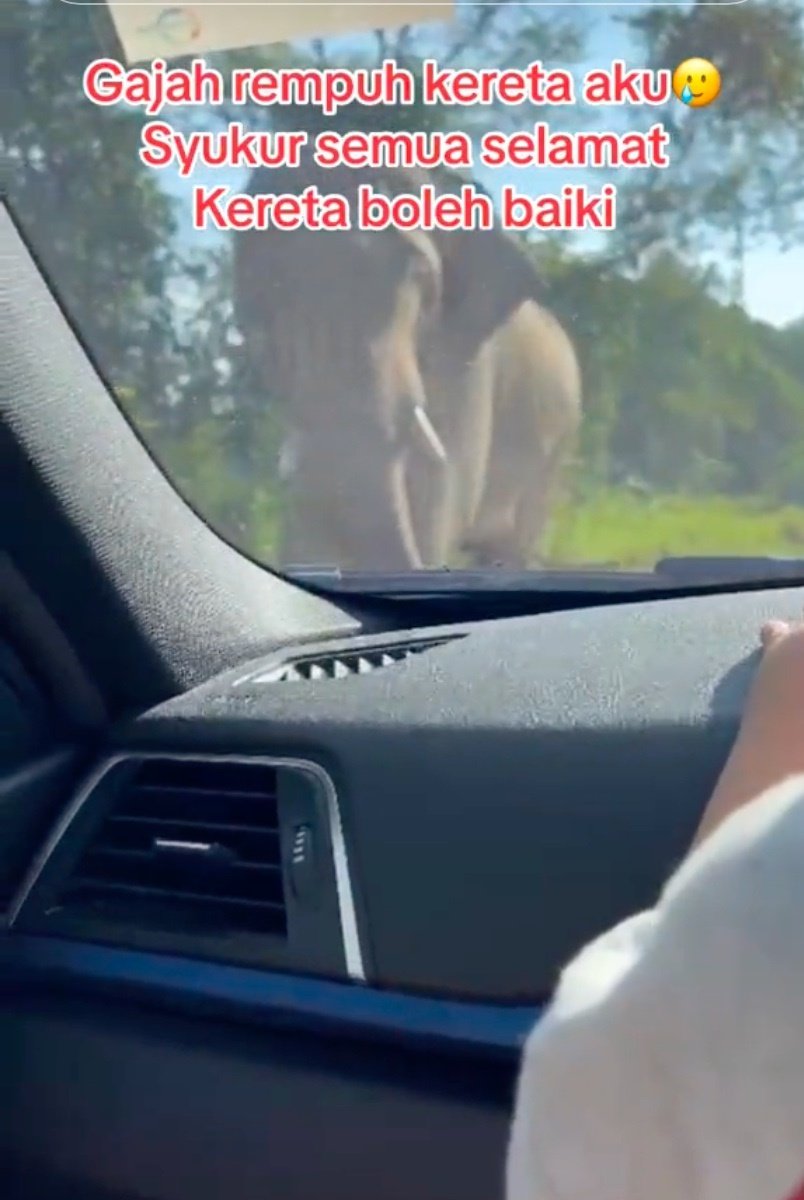 网民拍摄视频中显示一头野象向他的轿车走来。（视频截图）