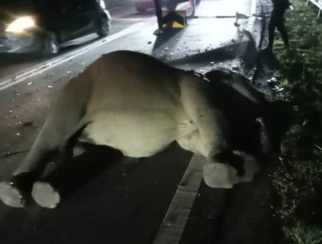 一头约7岁重达610公斤小象，越过马路时遭轿车猛撞魂断东西大道。（档案照）