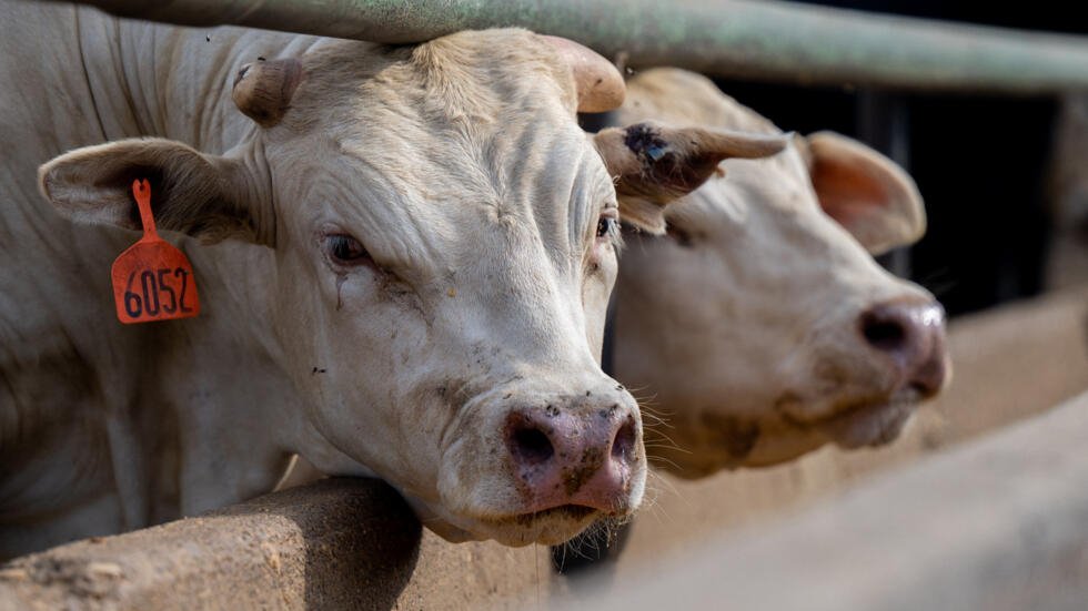 图为在美国得州克马多，饲养场内的乳牛。（图取自法新社）
