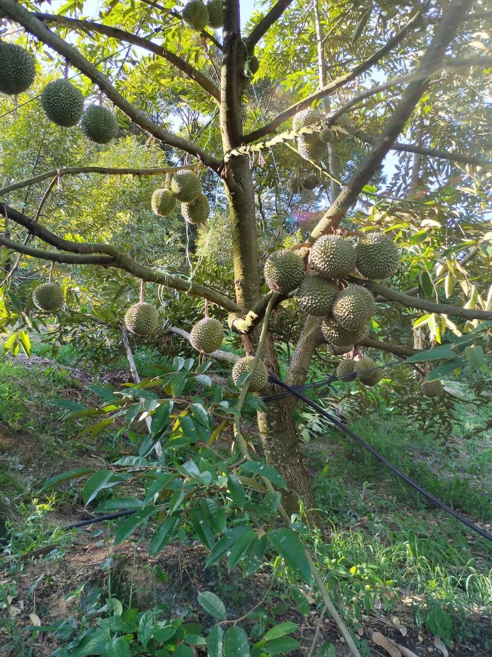 今年的“不正常”气候，除了延长榴梿的季节外，也为榴梿树的叶子带来不少的“病痛”。