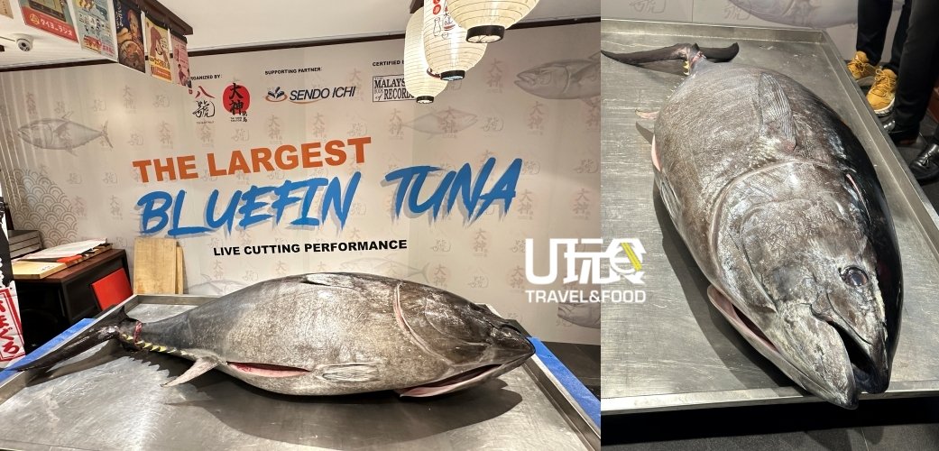 这条蓝鳍金枪鱼重达132公斤！