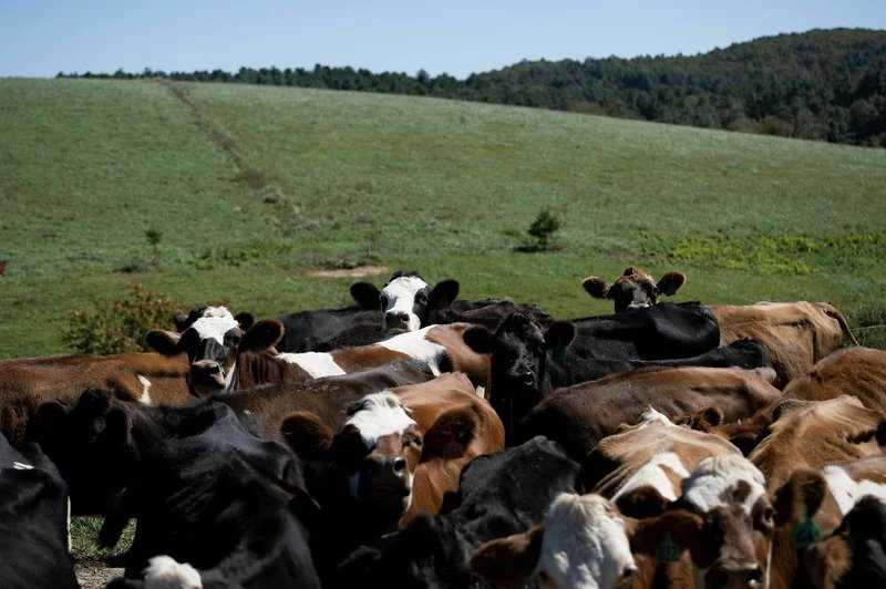 图为美国弗吉尼亚州的一个乳牛场。（法新社档案照）