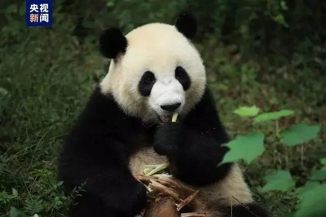 中国雌性大熊猫“茱萸”将启程前往西班牙。（图取自央视新闻）