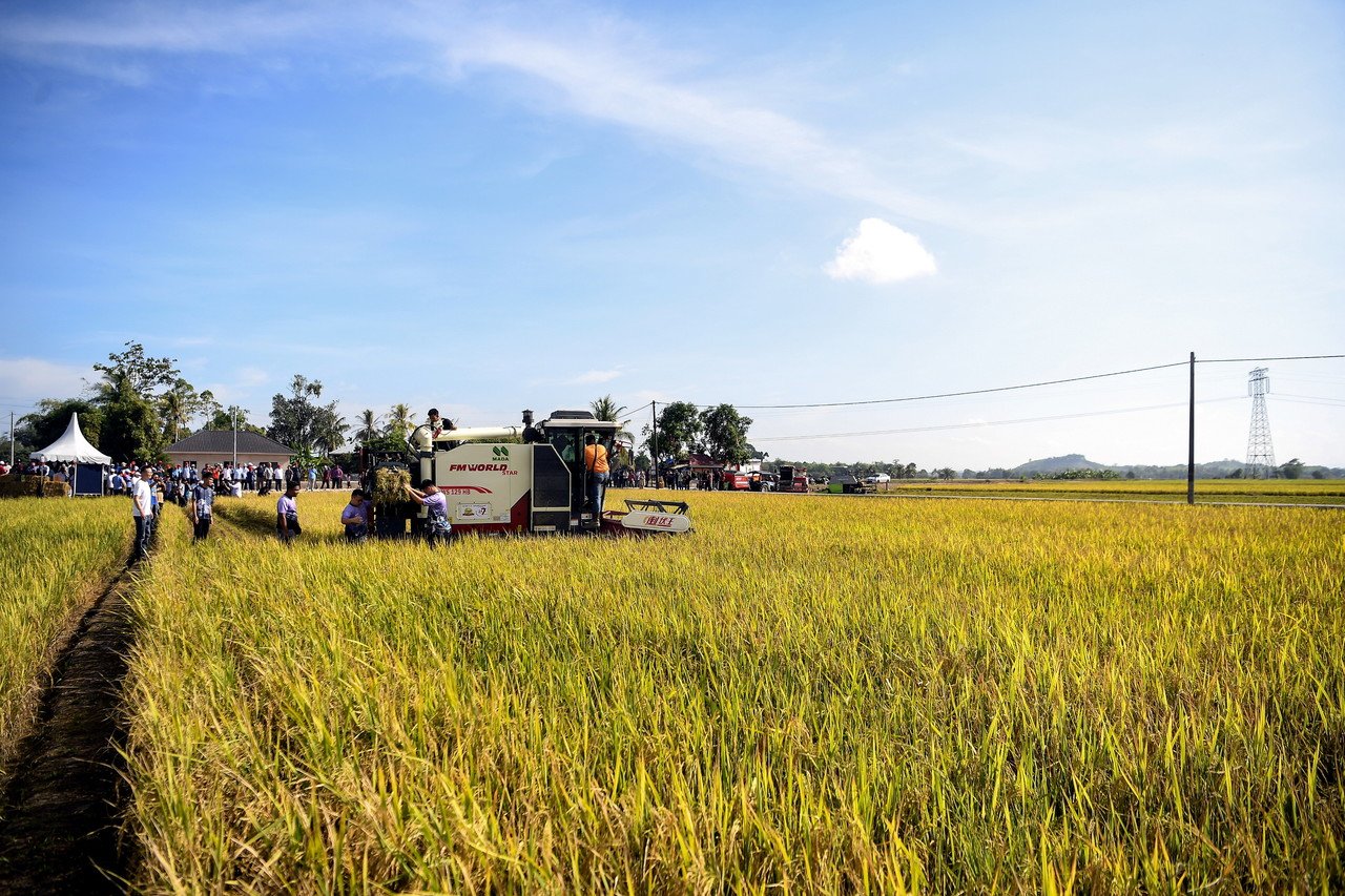 我国稻米产量预料在2025年，因厄尔尼诺现象而出现锐减问题。（图取自马新社）