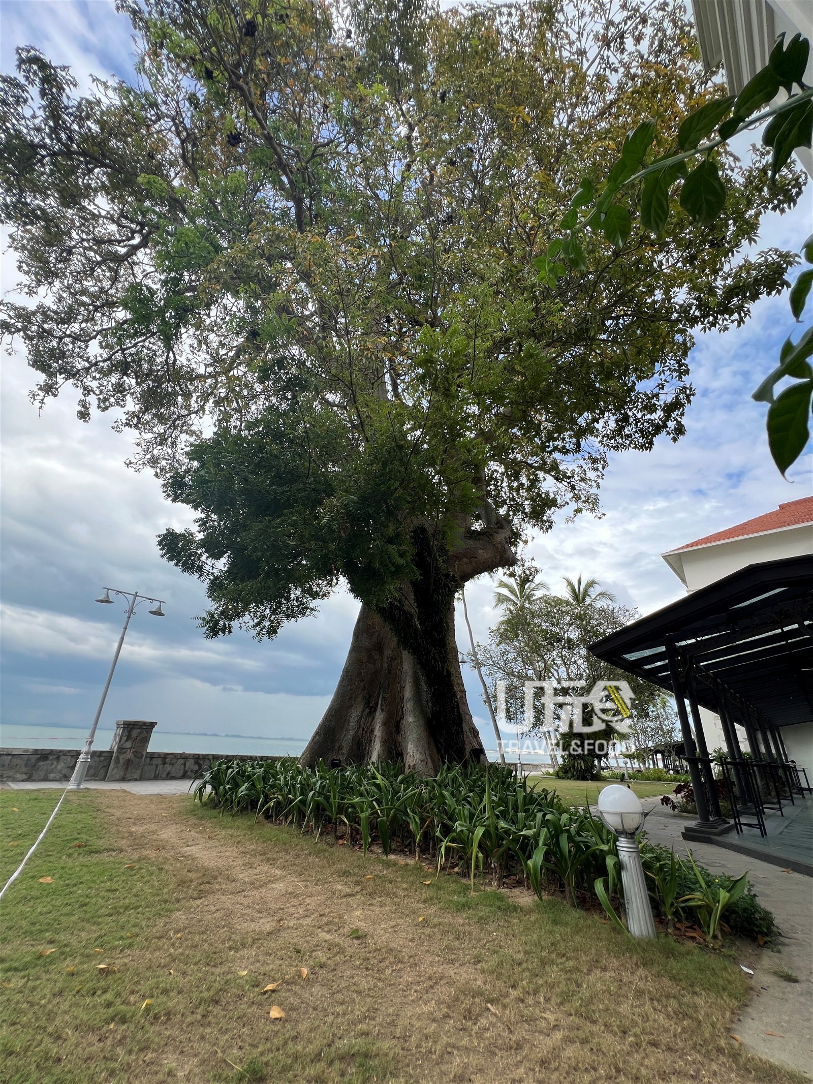 E&amp;O酒店建成前就存在的爪哇树，是酒店的守护者。