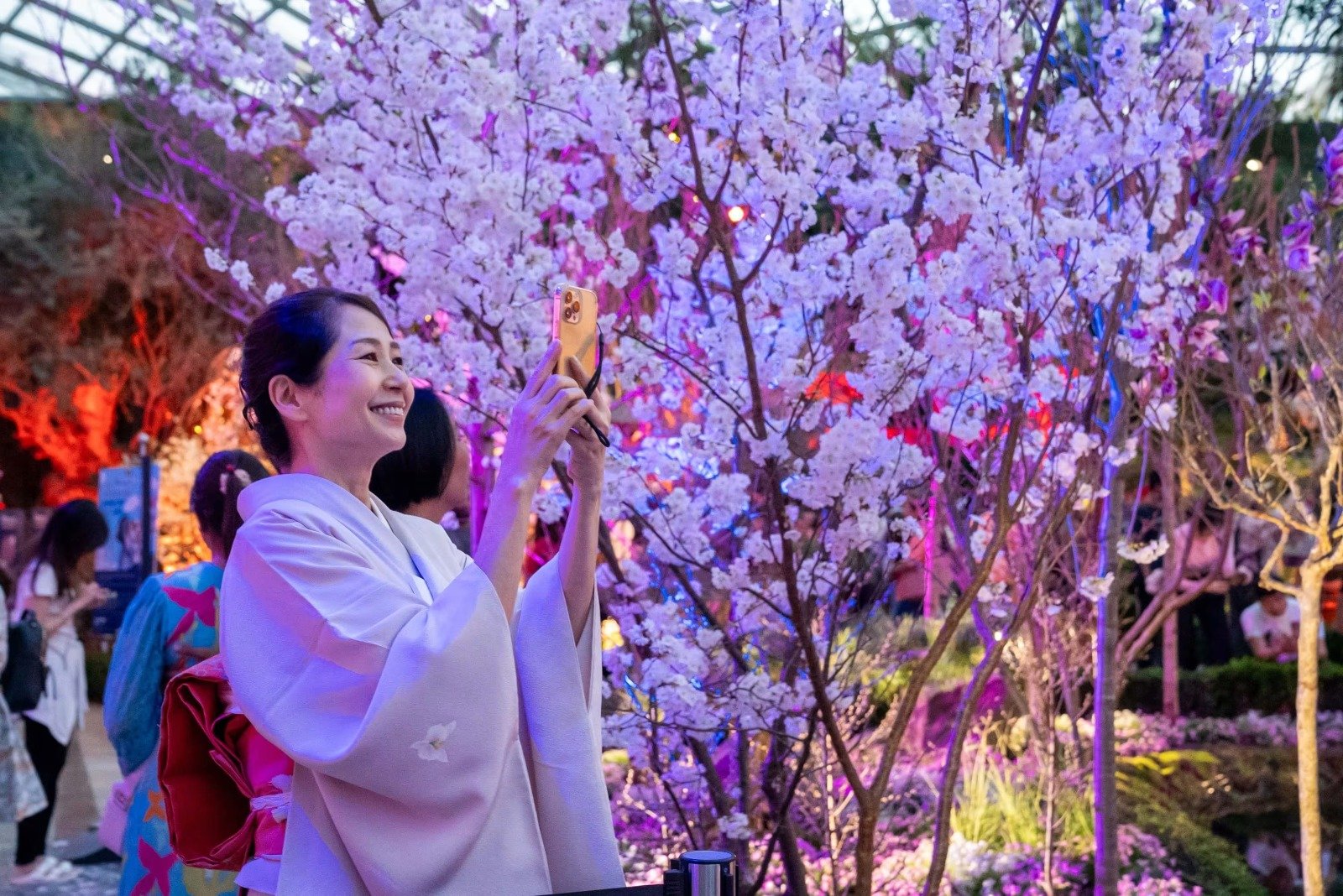滨海湾花园樱花展展出40多个品种的140多棵樱花树，吸引访客拍照打卡。