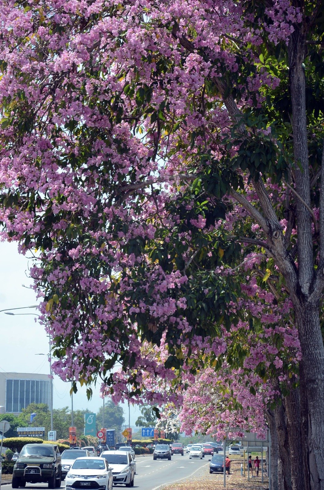 兵南邦路陶源商业店前的路旁，风玲木花绽放，为炎热的天气，带来丝丝的诗情画意。