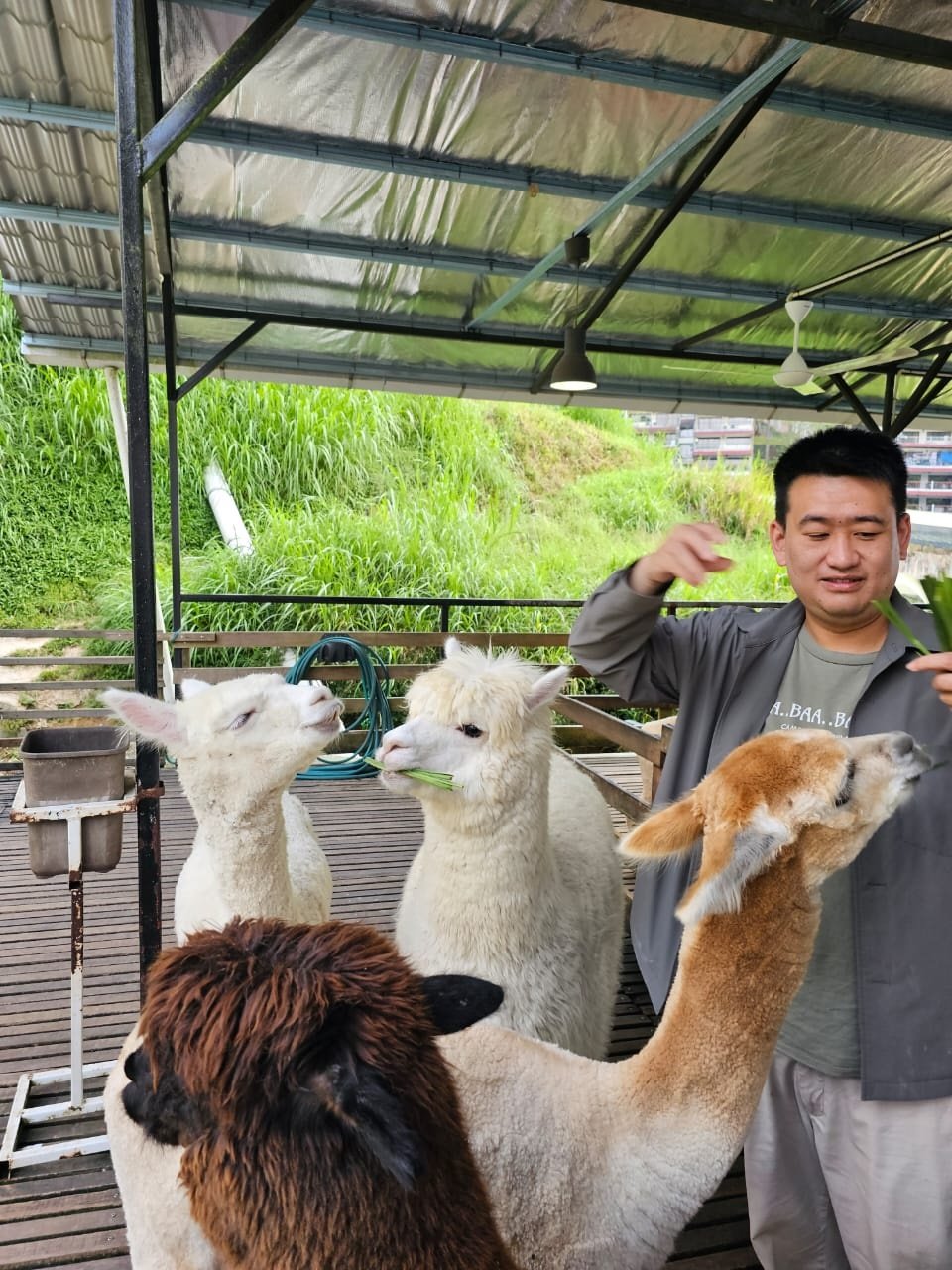 吴秉川指游客也能现场体验以草喂羊驼的乐趣。（吴秉川提供）