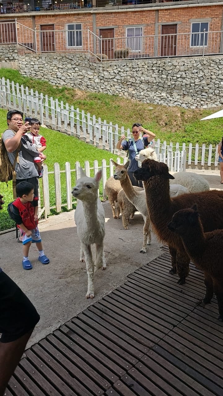 游客可以近距离接触可爱的羊驼，打卡拍照。