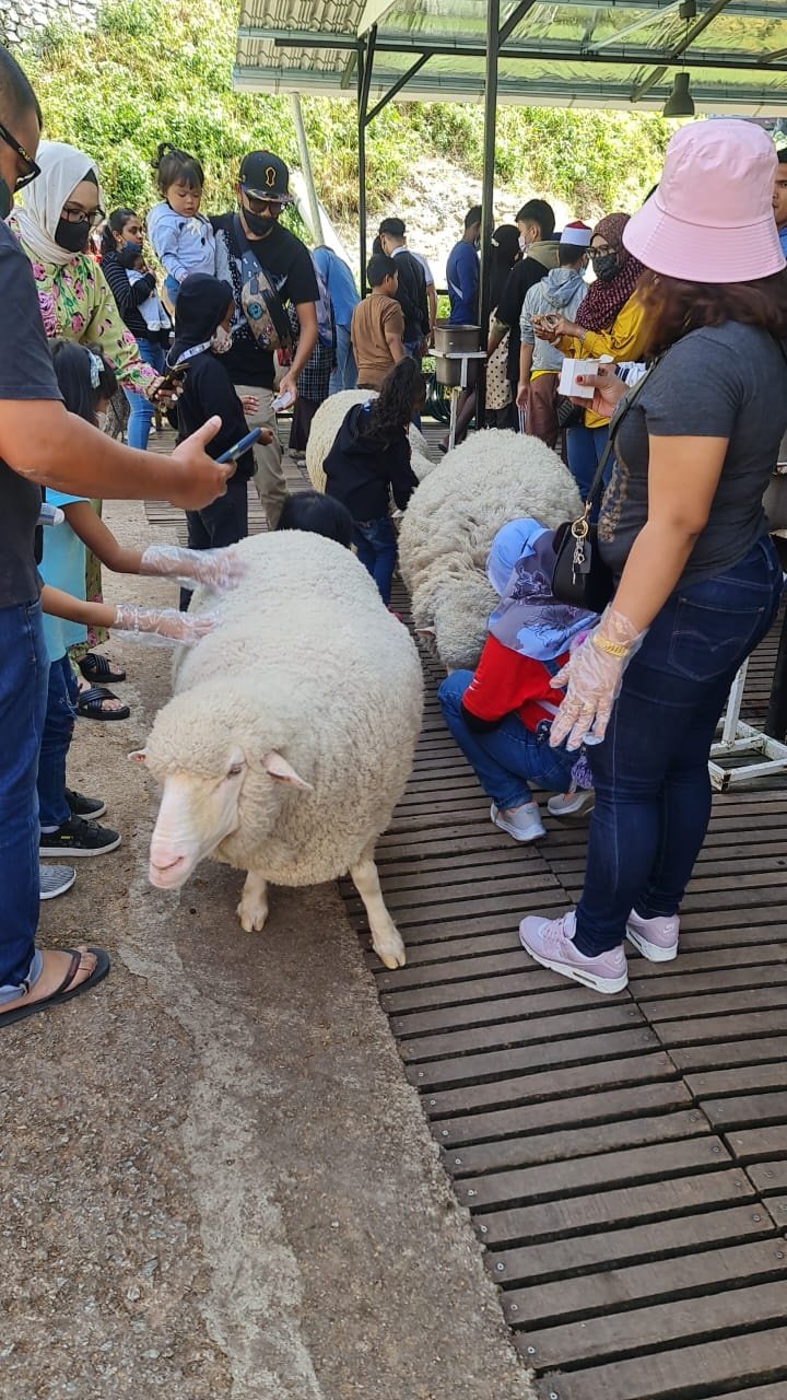 绵羊是很温顺的动物，游客可以亲近拍照留念。