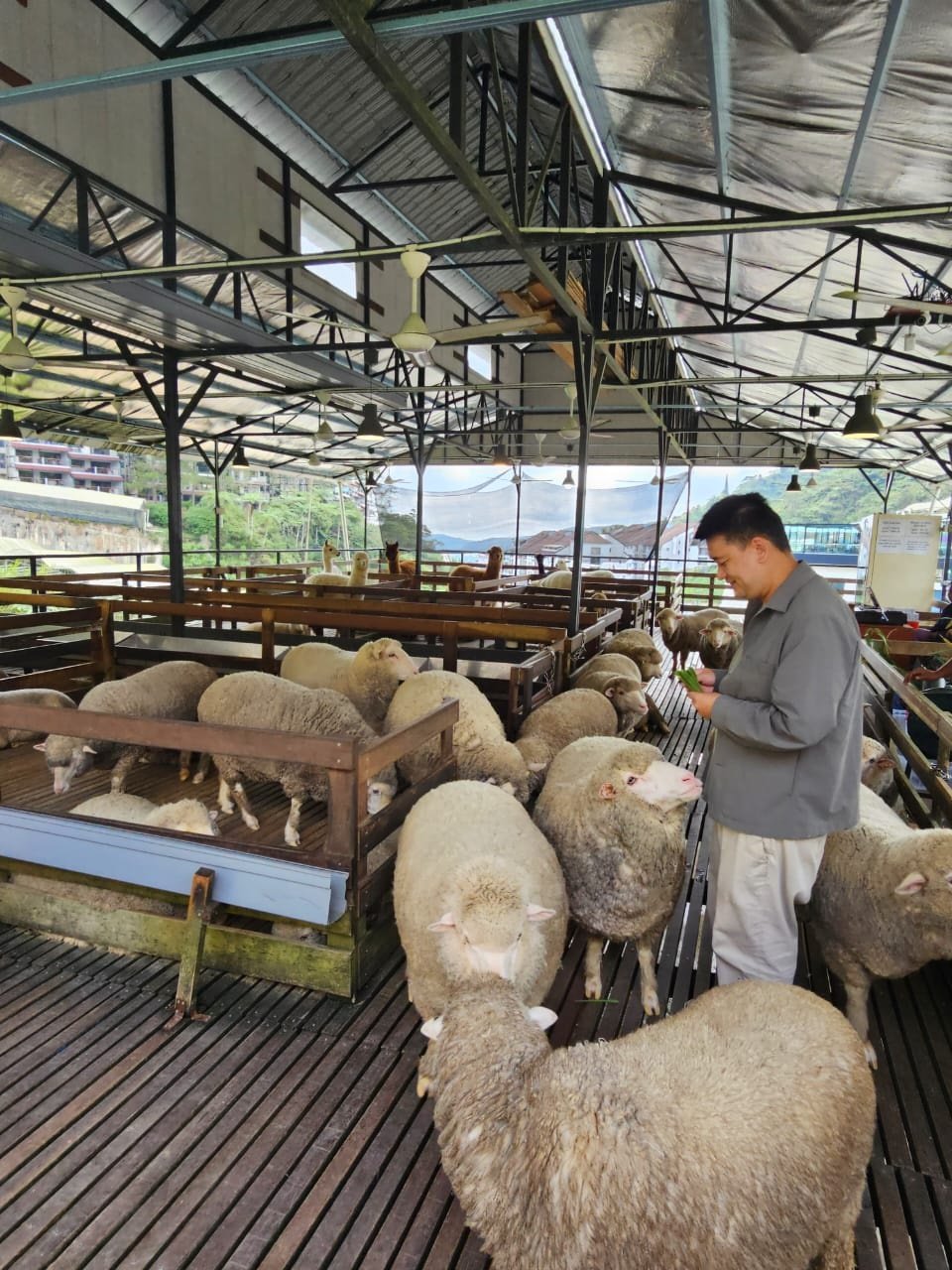 吴秉川返乡创业，辟设羊驼及绵羊农场，让游客不必出国，也能在我国近距离亲近温驯逗趣的羊驼与绵羊。