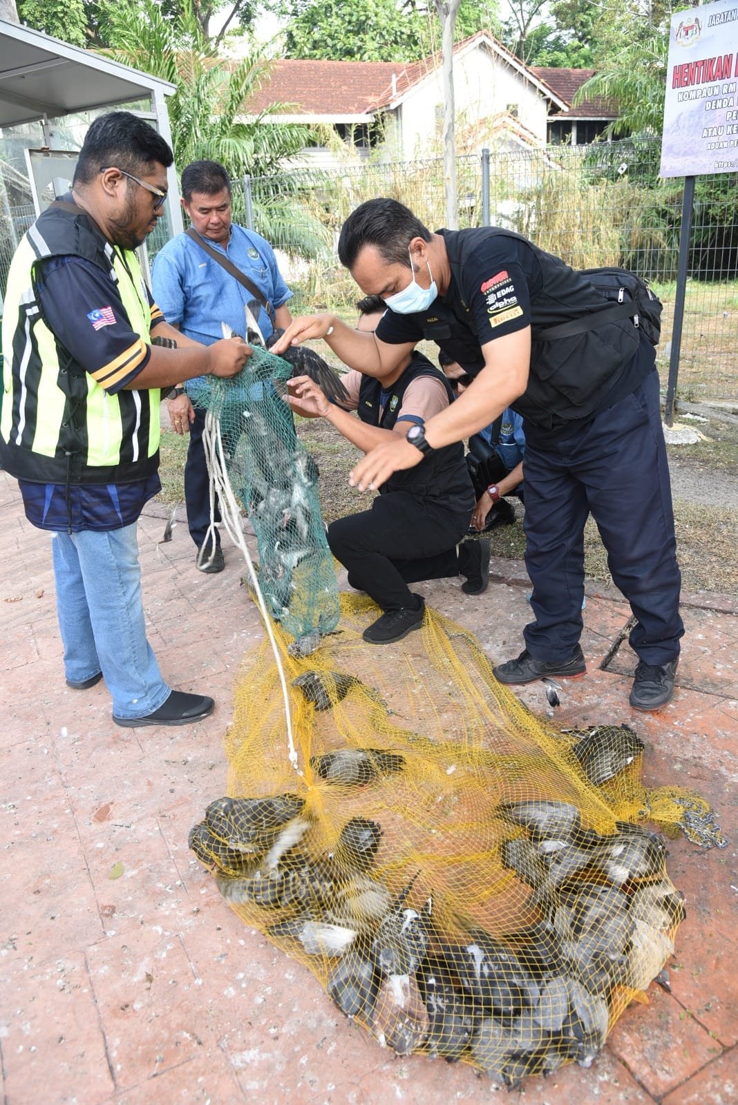 槟岛市政厅人员积极捕捉鸽子。