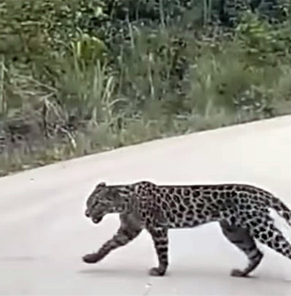 花豹走出森林，民众驾车经过时，拍下花豹在马路上休息的视频。