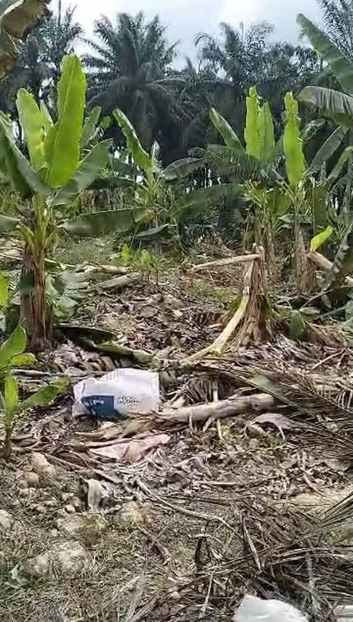 油棕树被野象破坏。