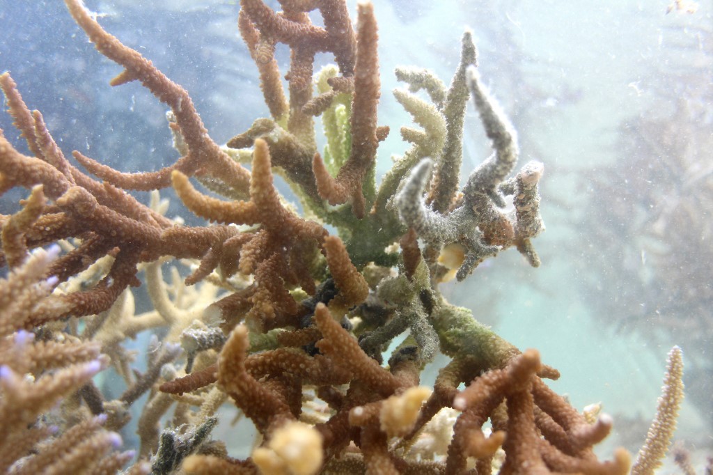 10月5日的照片显示，在距离纳迪约52公里的纳迪里海洋生物多样性公园（一处海洋保护区）水域中，健康的珊瑚正在生长。（图取自法新社档案照）