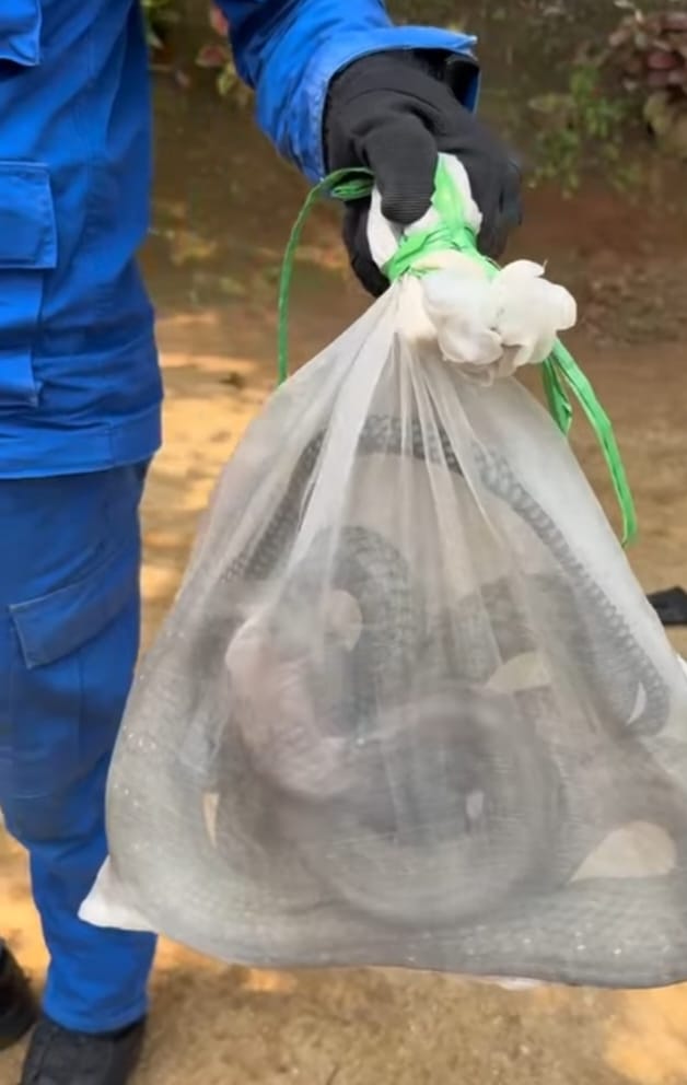 逾10尺长的眼镜王蛇被成功制伏后，装入专用捕蛇袋中。