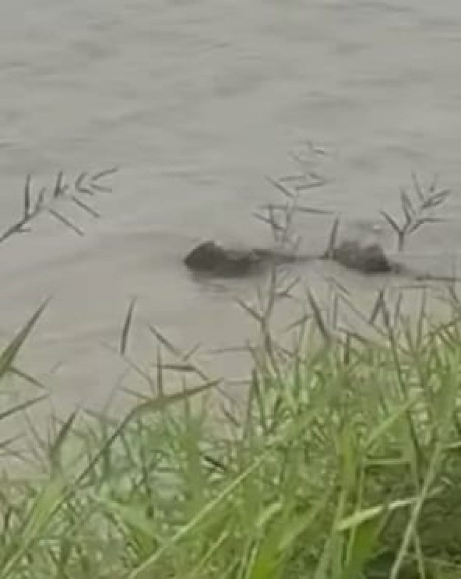 峇眼拿督霹雳河惊现鳄鱼，当局接获投报后已派员监测，并考虑在河域设置鳄鱼出没警告牌。