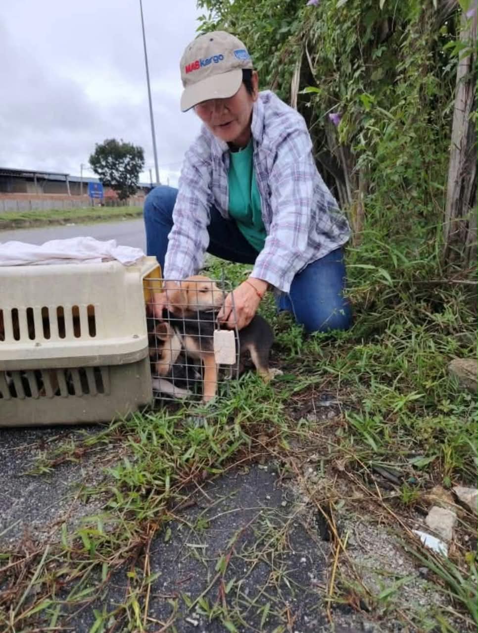 关怀流浪动物不遗馀力，薛桂花长期自费喂养逾百只流浪狗，并配合非政府组织推动绝育及救援工作。