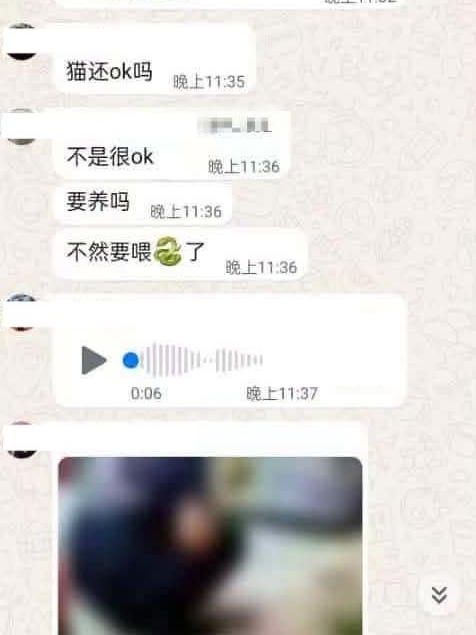 网传聊天记录显示，有人声称若无人领养幼猫，就会将它喂蛇。（图取自社交媒体）