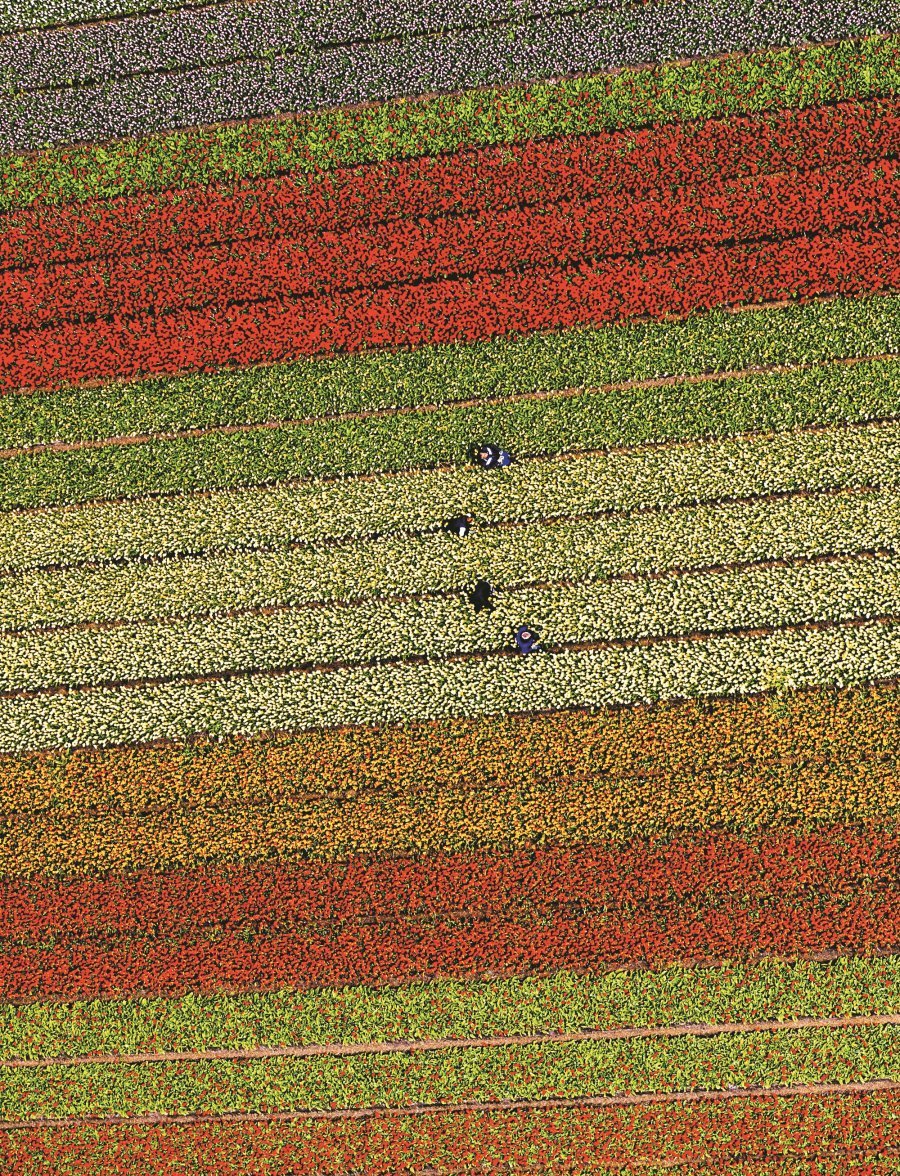荷兰在每年3至5月开放的库肯霍夫公园，是世界最大的郁金香花园，每年种植700万颗不同种类的球茎花卉，光郁金香就有1000多种。从空中俯瞰，由不同色彩郁金香组成的花海，让人仿如置身童话世界之中。