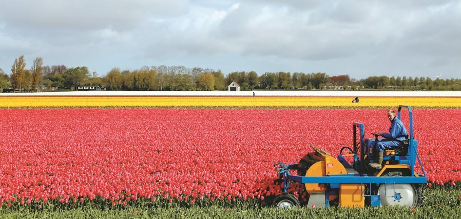 花农沃梅尔丹驾著农用机车，小心翼翼地在一片如诗如画的的郁金花田内采收花朵。