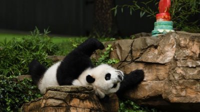 9月23日在美国华盛顿的史密森尼国家动物园，雄性大熊猫“小奇迹”在动物园举行的“大熊猫 Palooza”活动中在围栏里打滚。根据与中国野生动物保护协会的协议，动物园的3头大熊猫将于12月返回中国。（图取自法新社）