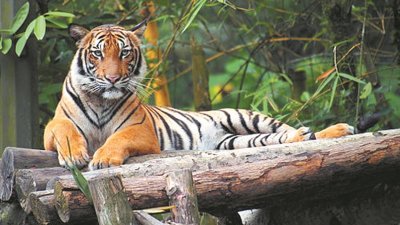 目前在大马的野生马来虎数量，预计只有250至340只。