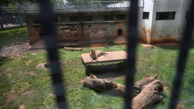 中国云南昆明市动物园两只老虎疑因发情争斗，其中一只孟加拉虎当场咬死较年长的东北虎，让围观游客惊呼不已。（资料照）