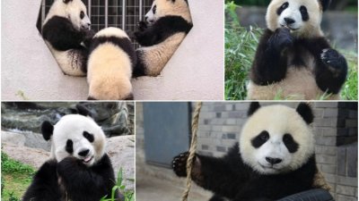 中国大熊猫保护研究中心率先“报平安”，并附上多张照片。