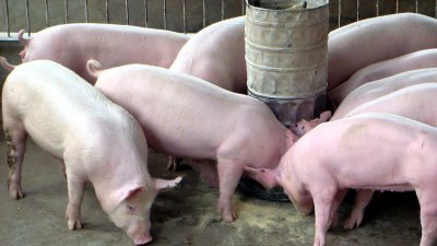 柔州一农场因无达至兽医局卫生要求遭关闭，使到柔州近期少了7000头生猪供应。