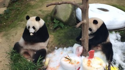 国家动物园熊猫馆今日特意为熊猫一家三口举办生日会，并为他们准备特制的水果和竹子冰镇蛋糕。（摄影：钟静雯）