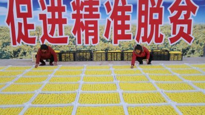 中国政府正在全国各地改进扶贫管理，推动精准扶贫工作。这是河北省邯郸乡区农民正在整理收获的菊花，将“冬闲”变为“冬忙”。