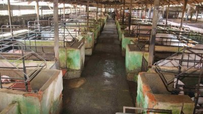甲州政府再发出20张养猪执照，惟业者受促继续妥善管理养猪场。