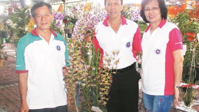 陈荣群（左2）喜爱栽种兰花，并与名为“太平”的新品种石斛兰合照。左起为陈清云和梁兰花。