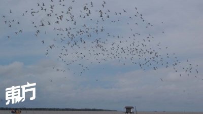 大批北国的季候鸟南来瓜拉牛拉作客，图为一大群的燕鸥从天空掠过，煞是壮观。 （图由陈英中提供）