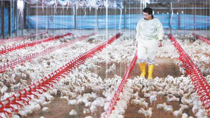 饲料品质恶劣导致鸡只缓慢成长和死亡率偏高，造成小鸡和成年鸡价格偏高。
