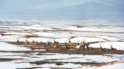 有“藏羚羊故乡”称号的中国青海省可可西里，获准列入世界自然遗产名录。至此，中国已拥有51处世界遗产。