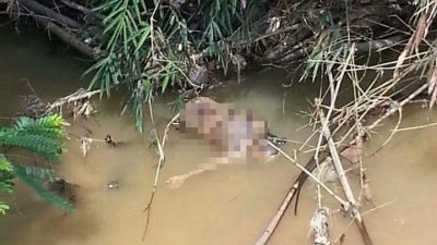 男性尸体卡在河边树木的枯枝间，被民众发现后报警处理。
