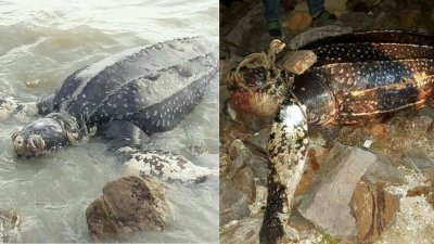 瓜雪惹蜜斯海边有一具海龟尸体搁浅在石块旁。