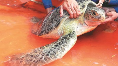 绿海龟获救后被放回大海。