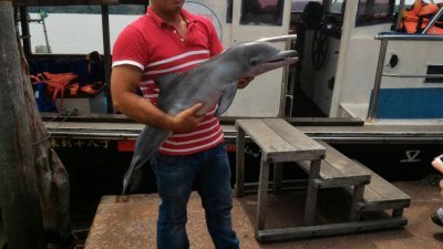 游客托起小海豚尸体合照事件，引起人们的非议。