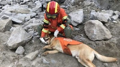 中国四川省阿坝茂县发生严重山崩掩埋村庄，现场情况复杂，搜救强度大，搜救犬小虎很快累瘫。